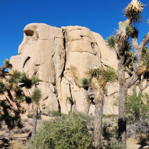 Joshua Tree California