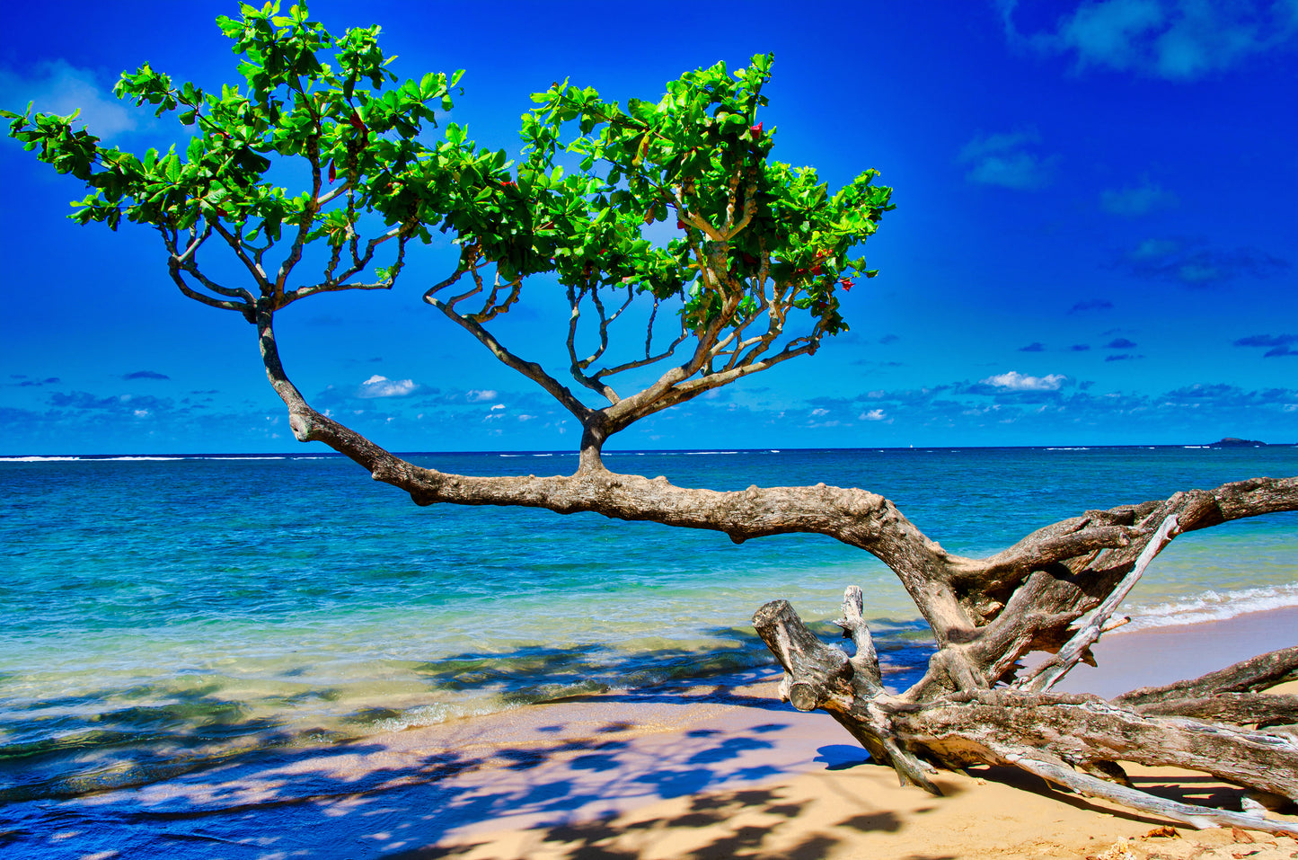 Beach Tree