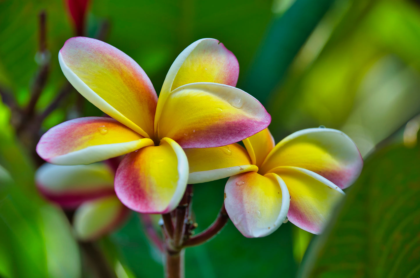 Plumeria