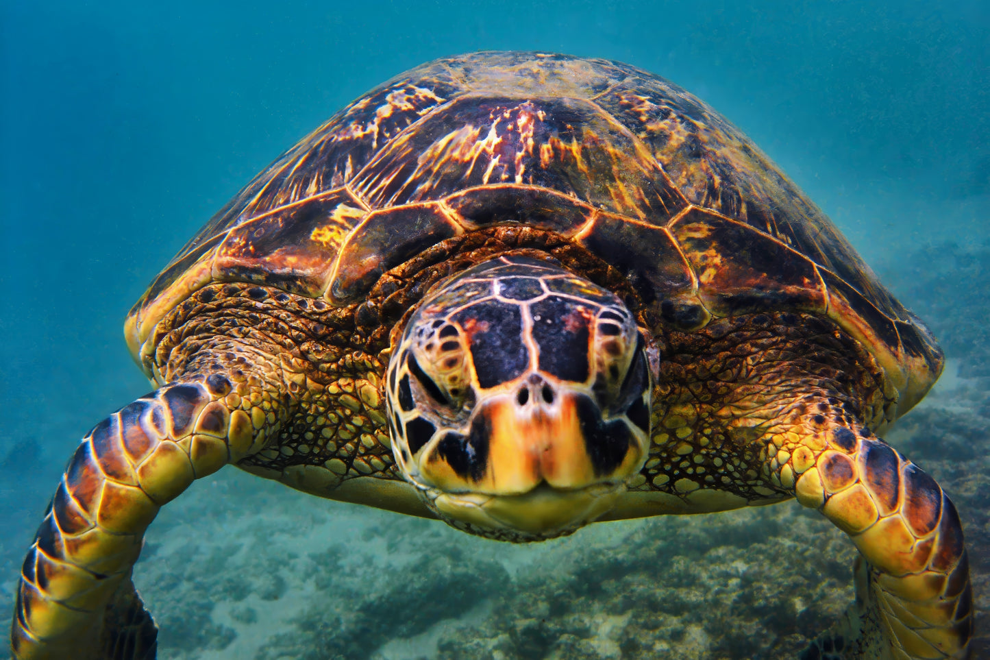 Hawaiian Turtle Kauai Hawaii