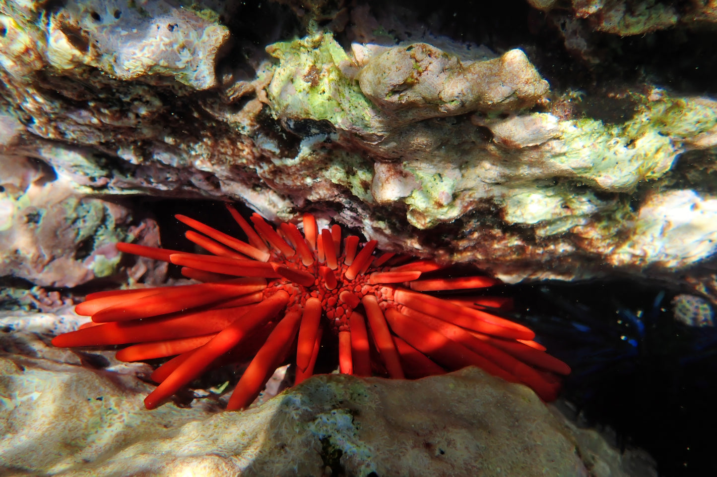 Red Sea Urchin