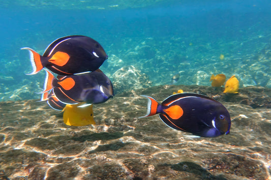 Achilles Tang Hawaii