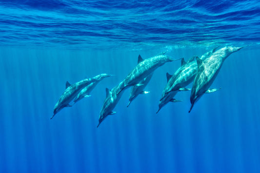 Dolphins' Dive Capten Cook Bay Big Island Hawaii
