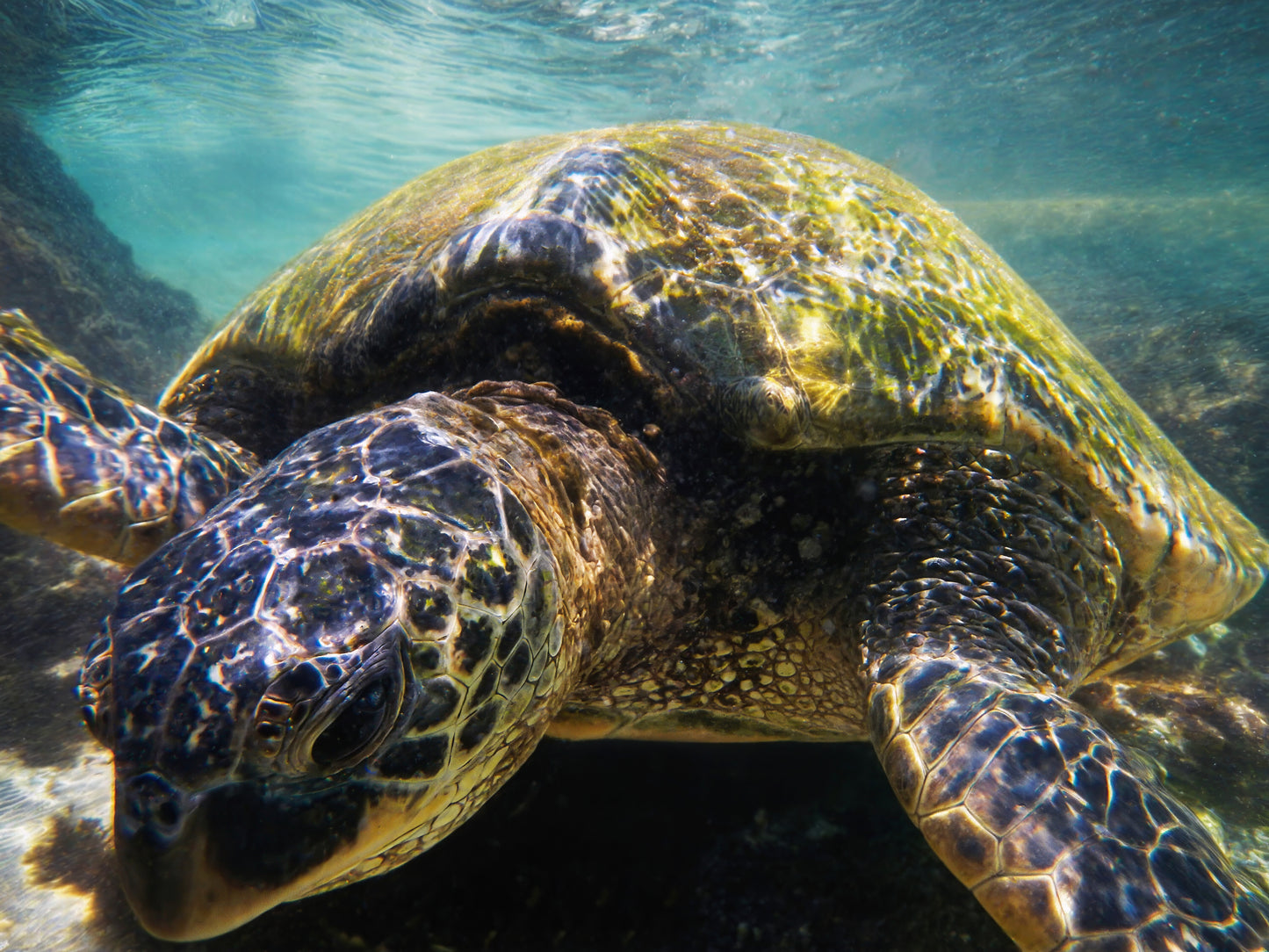 Turtle Head Maui Hawaii